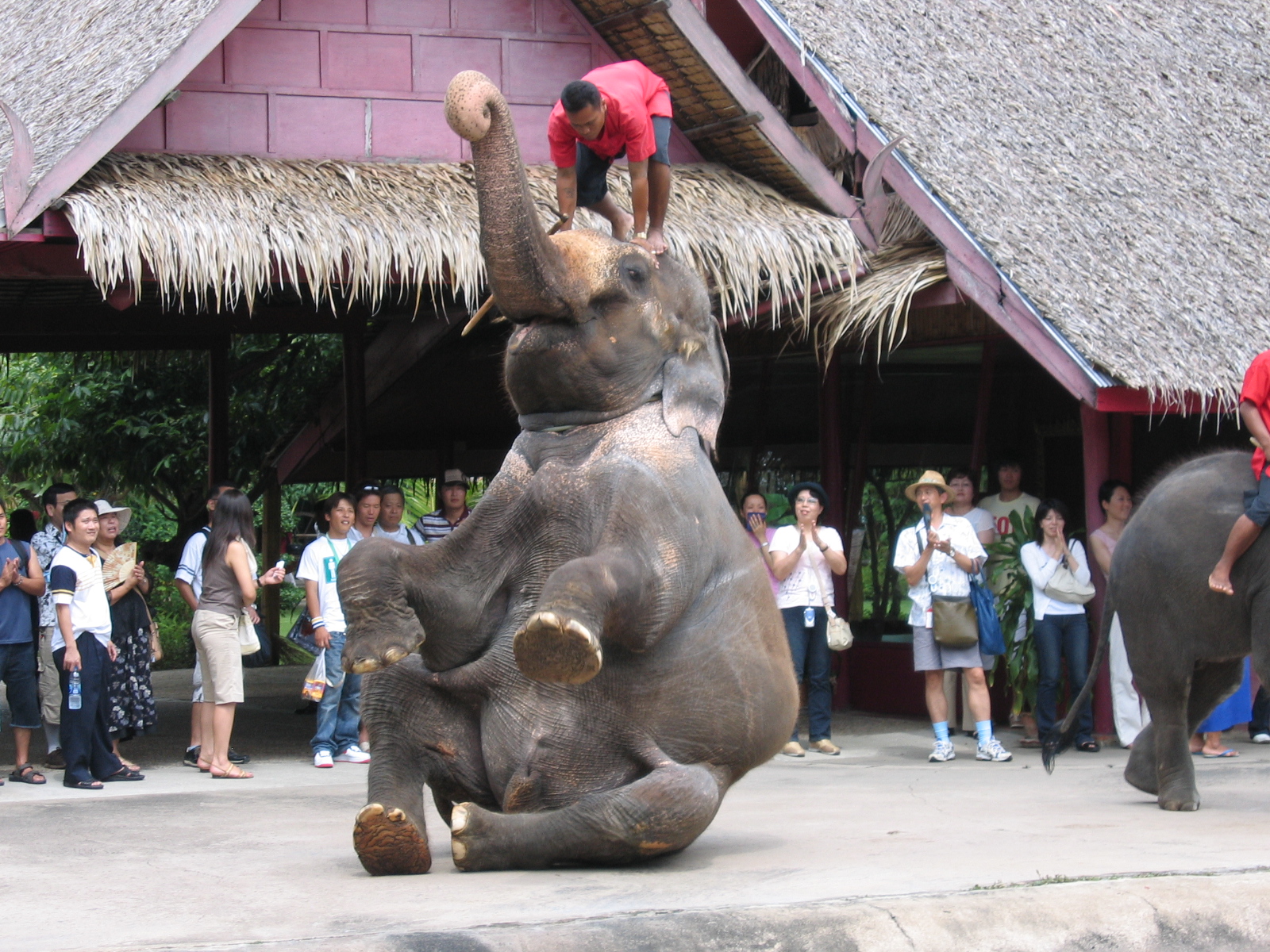 ダンシング・エレファント<br>Dancing Elephant
